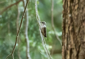 Ruby-throated Hummingbird - Hartwick Pines, Michigan, USA