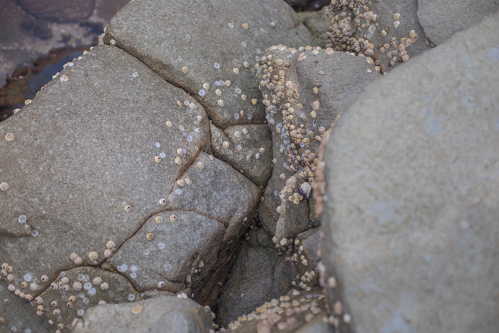 rock with barnacles