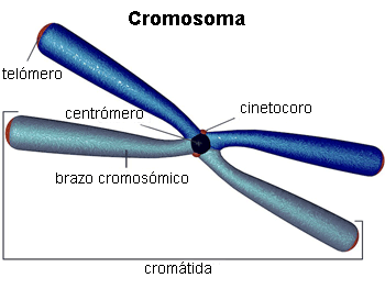 Estructura del cromosoma