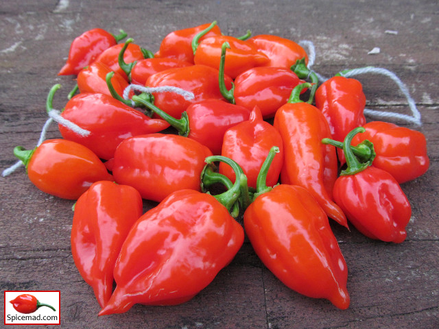 Red Mayan Habanero - 11th September 2018