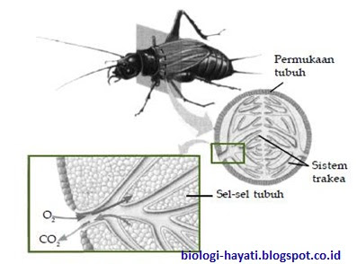 Sistem pernapasan serangga disebut sistem trakea