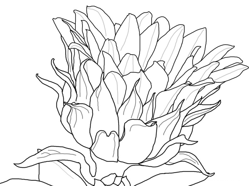 Kumpulan Sketsa Gambar Bunga Hitam Putih Untuk Diwarnai ...