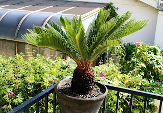 Sago palm has slow growth