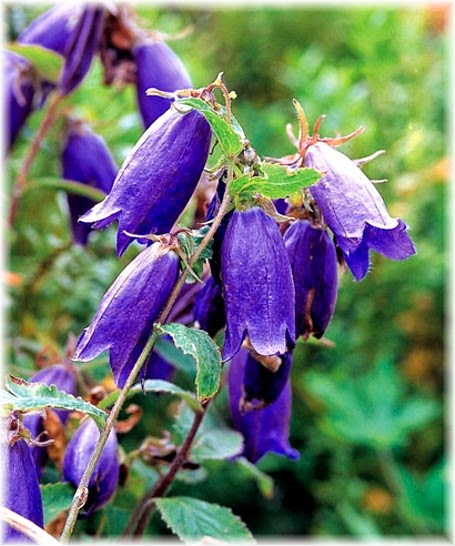 雑草戦争 カンパニュラ 青花ホタルブクロ を植える