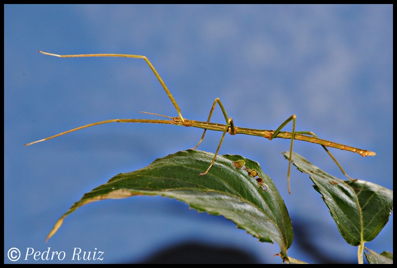 Ninfa macho L5 de Medauroidea extradentata, 5,8 cm de longitud