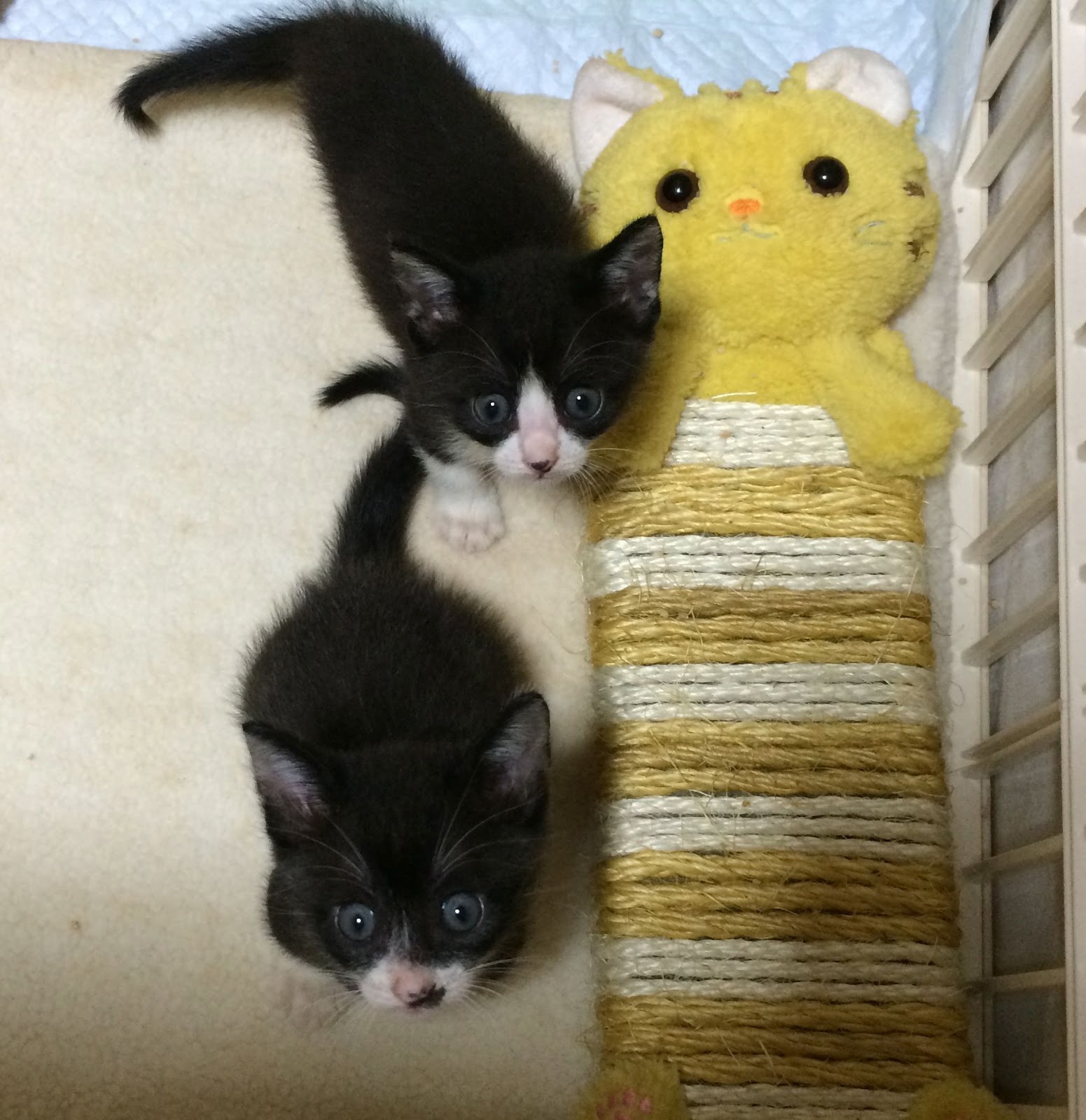 Crazy Cat Lady: 生後1カ月半、2匹の白黒ハチワレ子猫兄妹の里親様募集 