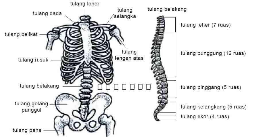 Rangka Tubuh Manusia Sendi Penyakit Dan Cara Memelihara Rangka Juragan Les