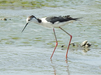 高蹺鴴雄鳥