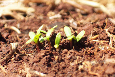 new shoots springing up through the soil