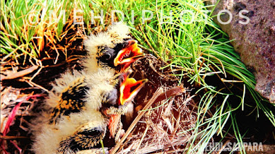 ,Deosai plains,Deosai Flora And Fauna In pictures,Gilgit Baltistan