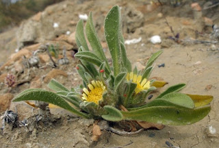 وردة أريحا Asteriscus pygmaeus