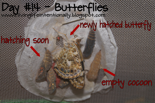 newly hatched butterflies with empty cocoon