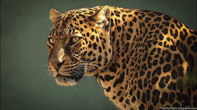 Incredible Leopard Wallpaper