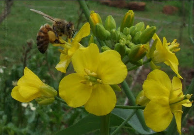 bumble bee sucking sitting resting on yellow pak choy flower - Bee on flower