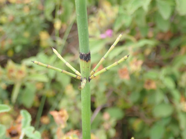 Equisetum ramosissimum