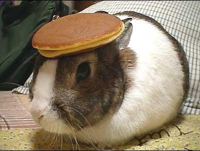  here's a bunny with a pancake on it's head.