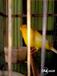 Foto Gambar Burung Kenari Betina Pemacek Kuning Jambul