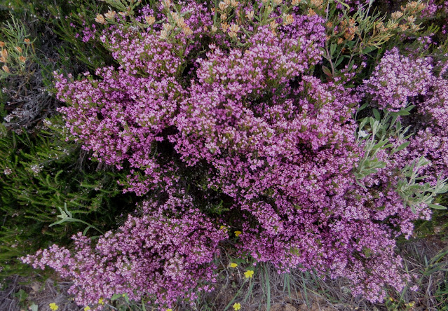 brezo, Villafranca del Bierzo