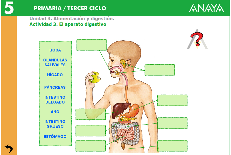 http://www.joaquincarrion.com/Recursosdidacticos/QUINTO/datos/02_Cmedio/datos/05rdi/ud03/03.htm