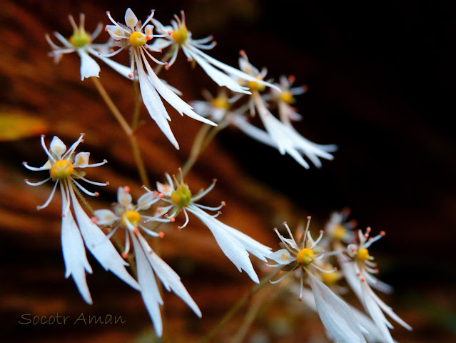 Saxifraga cortusaefolia