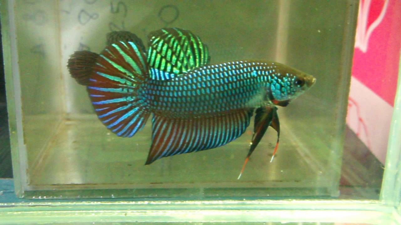 420 Gambar Ikan Cupang Termahal Terbaru