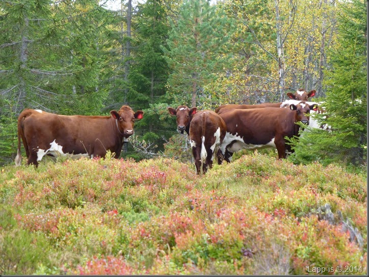 Råsjøen 032