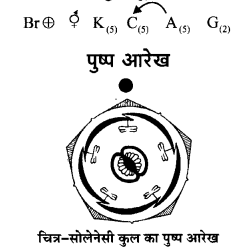 Solutions Class 11 जीव विज्ञान Chapter-5 (पुष्पी पादपों की आकारिकी)