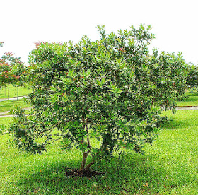 Psidium guajava