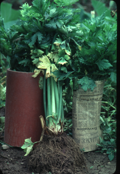 many gardeners prefer to blanch celery to make them more