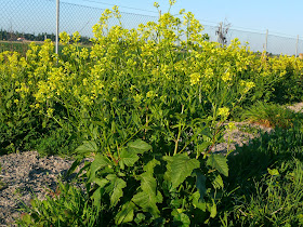 Mostaza negra en la huerta de La Regadera Verde