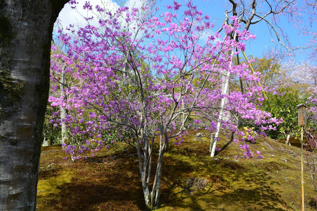 Arashiyama, tenryu-ji, jardin, avril 2019