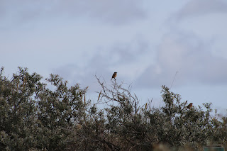 Stonechat