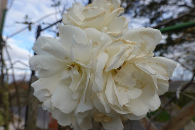 鳥取県米子市別所 こばやしバラ園 バラ（薔薇）