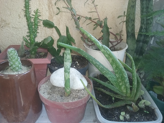 No vaso marrom com a pedra branca, está uma muda de Espada de São Jorge (Sansevieria trifasciata Variegata). Não da pra ver ainda, mas esta é de cor verde e amarela.  À direita dele, uma babosa (Aloe Vera) recém plantada...tenho dúvidas se vingará.