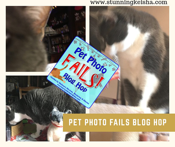 Pet Photo Fails, Guest Photographer Edition