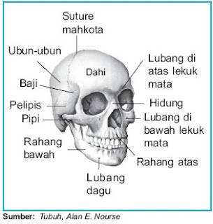 Skeleton aksial yakni skeleton yang merupakan sumbu Pintar Pelajaran Skeleton Rangka Aksial : Struktur dan Fungsi