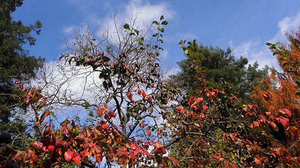 Plum tree with Redwoods in Background