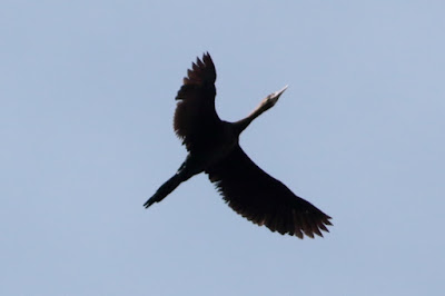 Little Cormorant