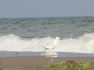 El Serrallo beach white bird and sea