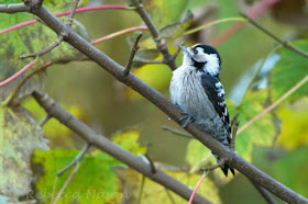 Lesser-spotted Woodpecker, Scalloway - Rebecca Nason