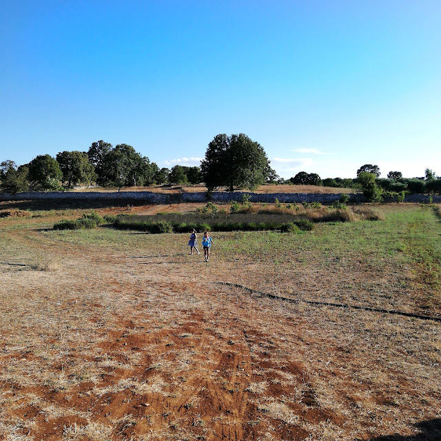 The lavander maze with a persimmon tree at the centre in I giardini di Pomona