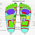 Carta Urut Kaki Reflexologi