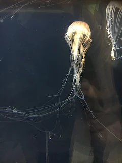 葛西臨海水族園のクラゲ