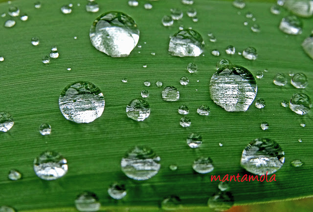 Water droplets, Singapore Botanic Gardens