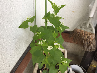 そばの花32日目