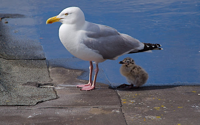 Möwe mit Küken