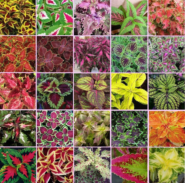 Ipos de coleos Varidadeds, colores beneficios y cuidados coleo cretona plectranthus scutellarioides coleo planta cretona cuidados coleo planta cuidados coleo cuidados cretona planta cuidados cretonas variedades planta de cretona coleo flor planta de coleo tipos de coleos plectranthus scutellarioides cuidados cretona perenne cretonas imagenes cuidados del coleo cretona morada coleo cretona planta coleus blumei cretona roja cuidados coleo cuidados de los coleos coleus blumei cuidados coleo azul coleo enfermedades flor de coleo cretona misionera coleo planta propiedades cuidados de la planta coleo cuidados de coleos coleo rojo coleo planta esquejes coleo planta flor los coleos coleo planta exterior coleo hojas lacias cuidados planta coleo coleo planta enfermedades coleo planta suerte el colio