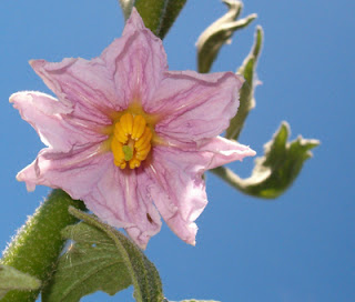 White Eggplant Blossom