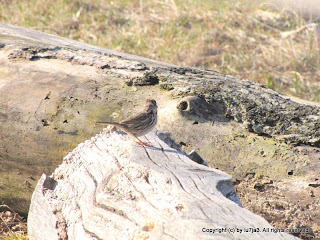 Song Sparrow