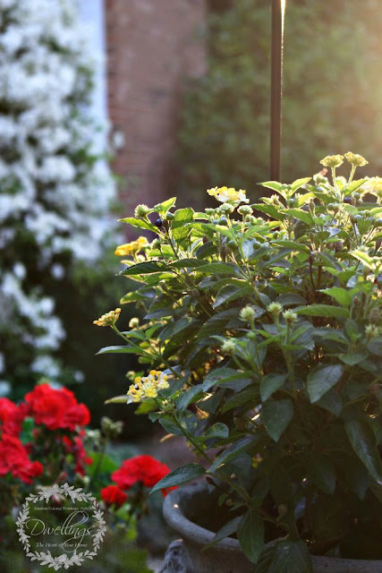 Red geranium and yellow lantana as the early morning sun glows.